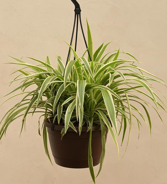 Spider Plant With Hanging Pot