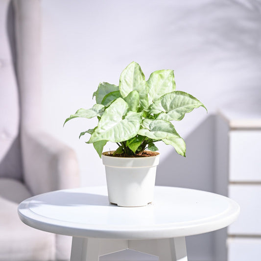 Syngonium White Butterfly Plant