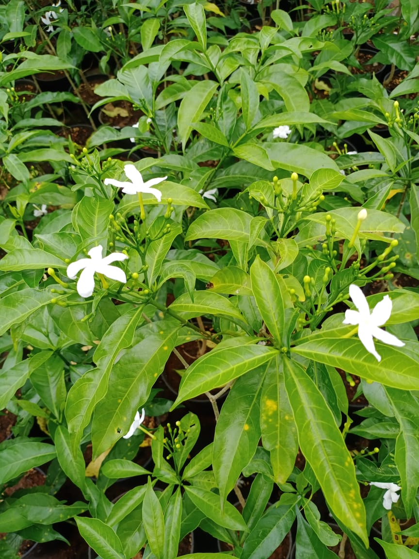 Tabernaemontana single petal