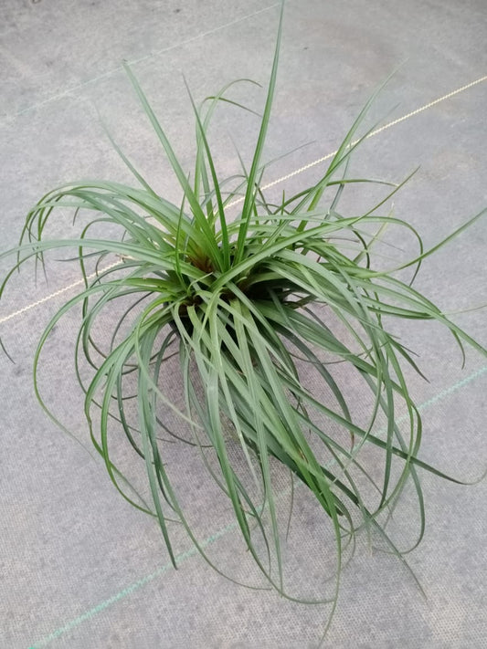 Tillandsia