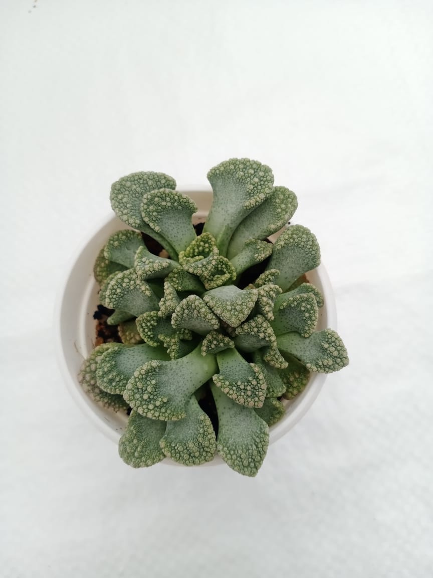 Titanopsis calcarea