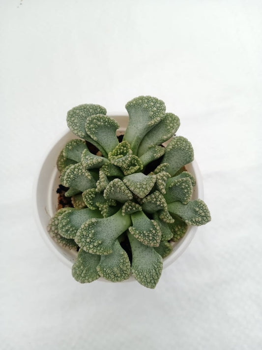 Titanopsis calcarea