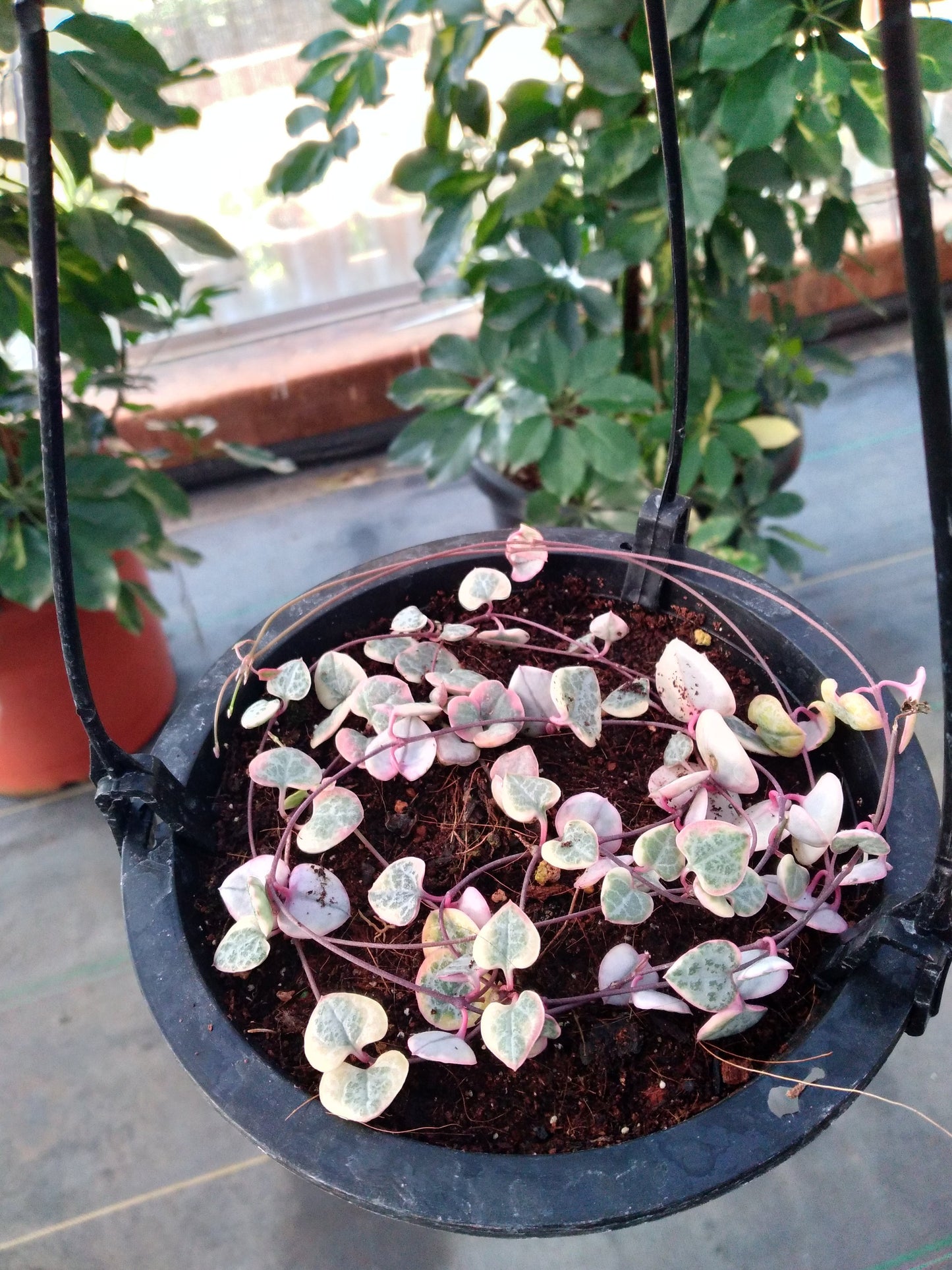 Variegated string of hearts