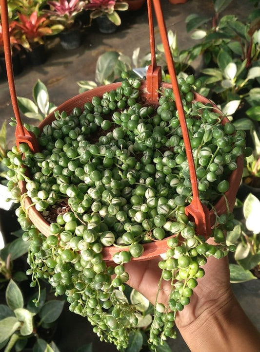 Variegated string of pearls