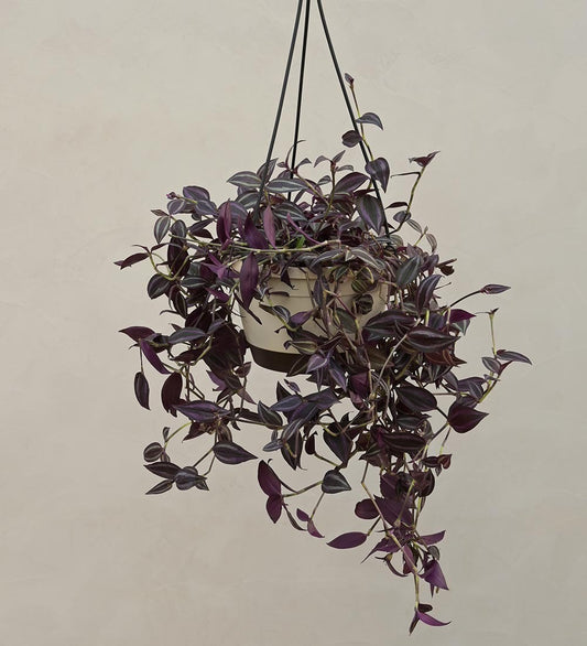 Wandering Jew With Hanging Pot