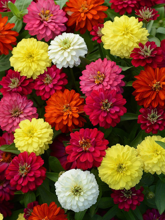 ZINNIA DREAMLAND MIX