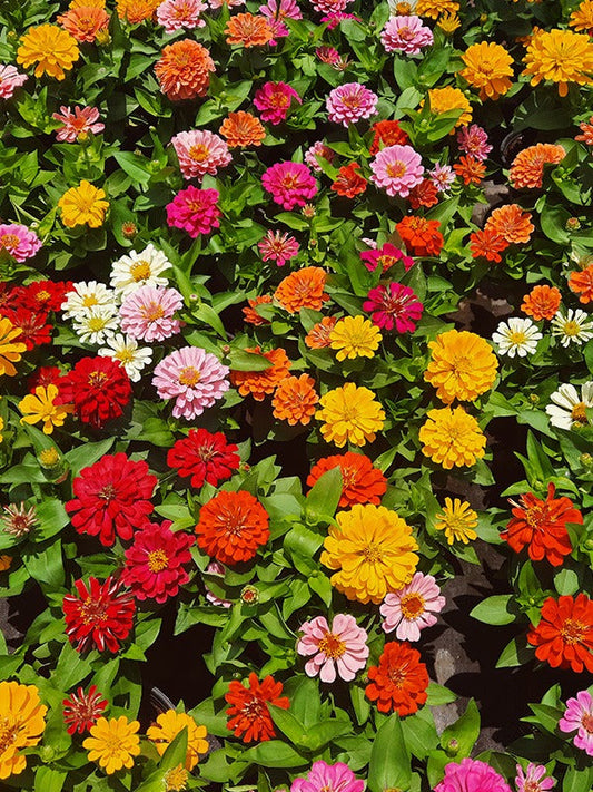 ZINNIA ZAHARA DOUBLE MIX