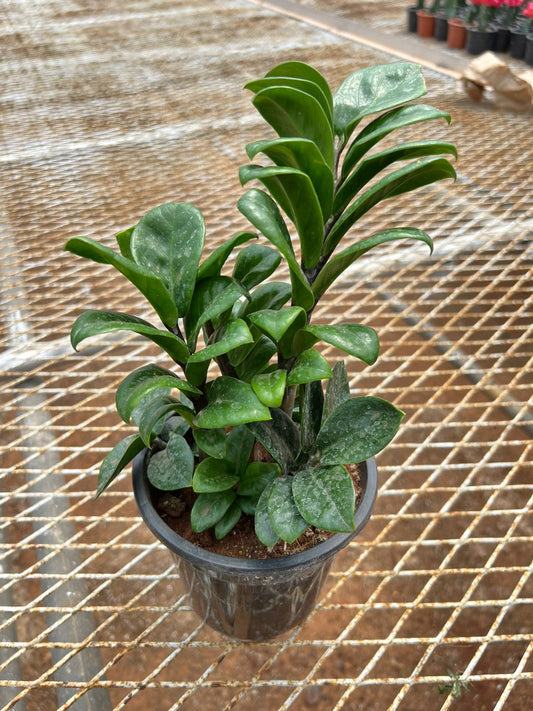 Zamia Curling