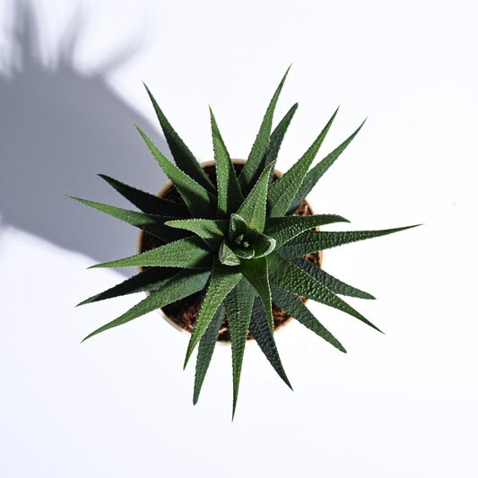 Zebra Haworthia Plant