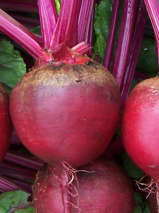 Beetroot