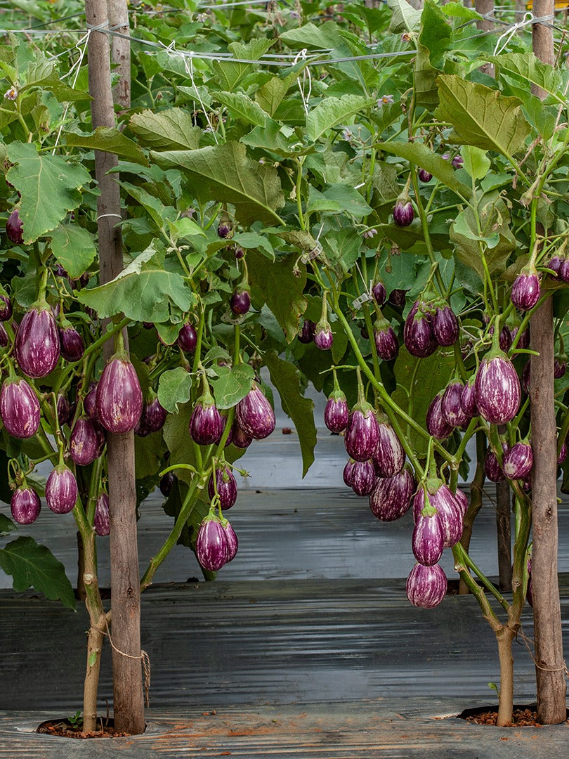 Brinjal