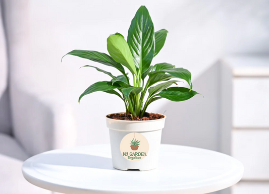 Peace Lily Plant