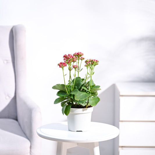 Kalanchoe Plant - Pink